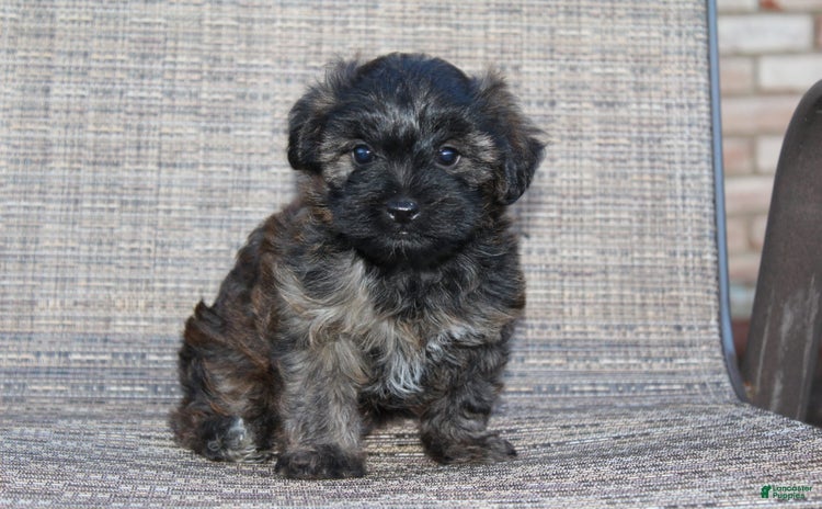 Yorkiepoo dogs - Advert 9