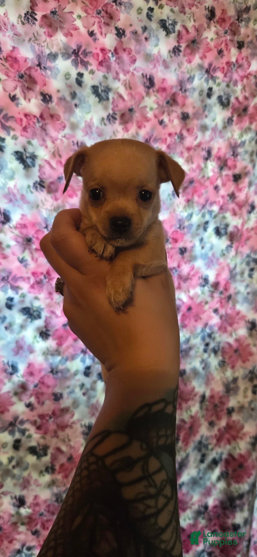Chipoo dogs for sale: Courage - Image 2
