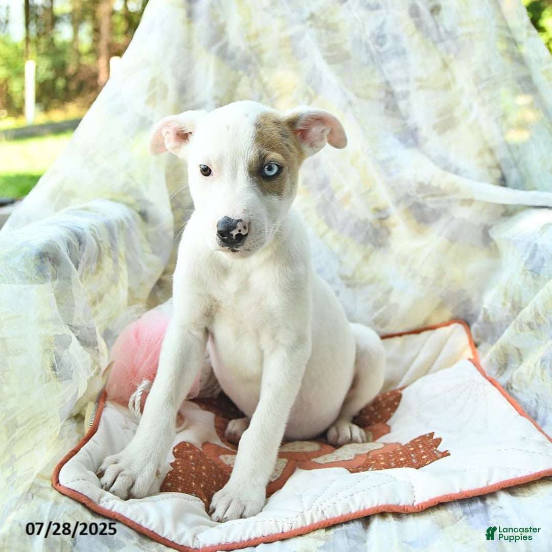 Siberian Husky dogs for sale: Bear - Image 3