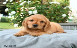 Miniature Golden Retriever dogs for sale: Sophie - Image 2