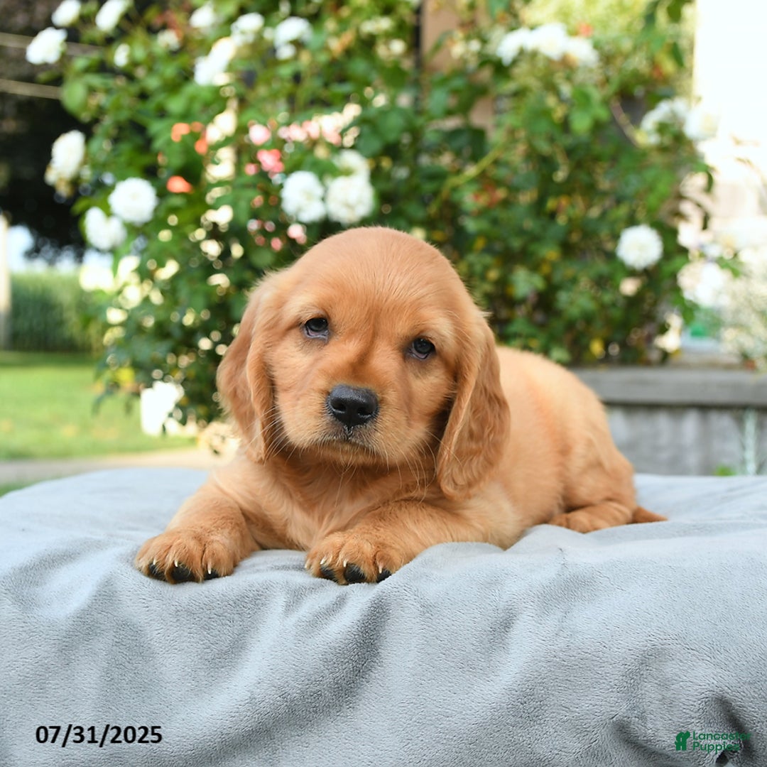 Miniature Golden Retriever dogs for sale: Sophie - Image 2