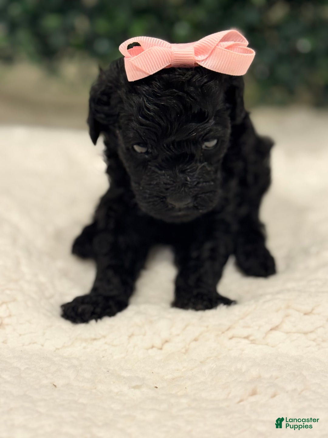 Miniature Poodle dogs for sale: Skye - Image 7