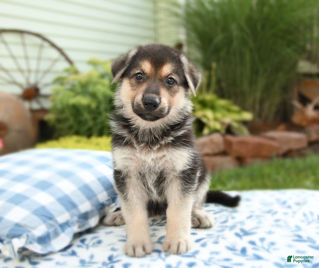 German Shepherd dogs for sale: Valley - Image 5