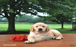 Golden Retriever dogs for sale: Golden Retriever 8 puppies - Image 7