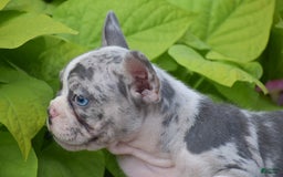 French Bulldog dogs for sale: Laura - Blue Eyed Merle!! - Image 1