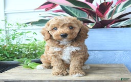 Mini Goldendoodle dogs for sale: Vegas - Image 5