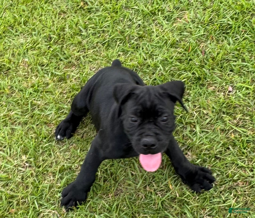 Cane Corso dogs for sale: Rampage - Image 4