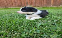 Border Collie dogs for sale: Rex - Image 8