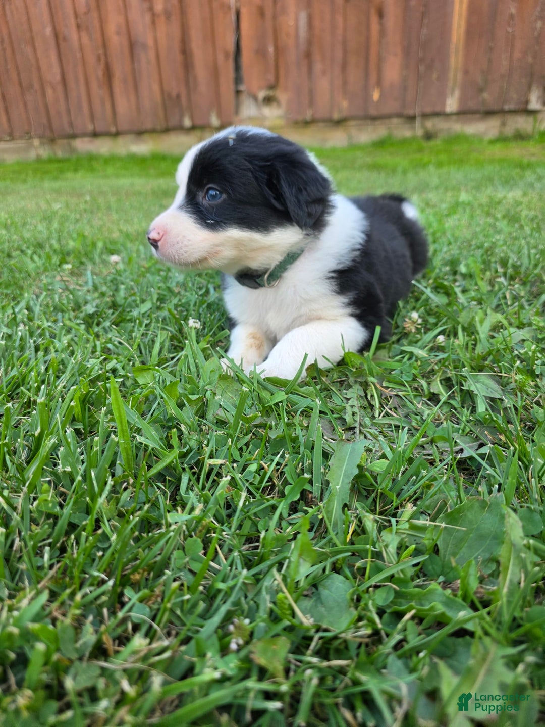 Border Collie dogs for sale: Rex - Image 8