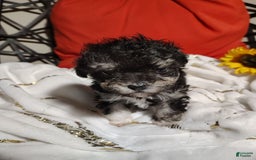 Maltipoo dogs for sale: Olive - Image 1