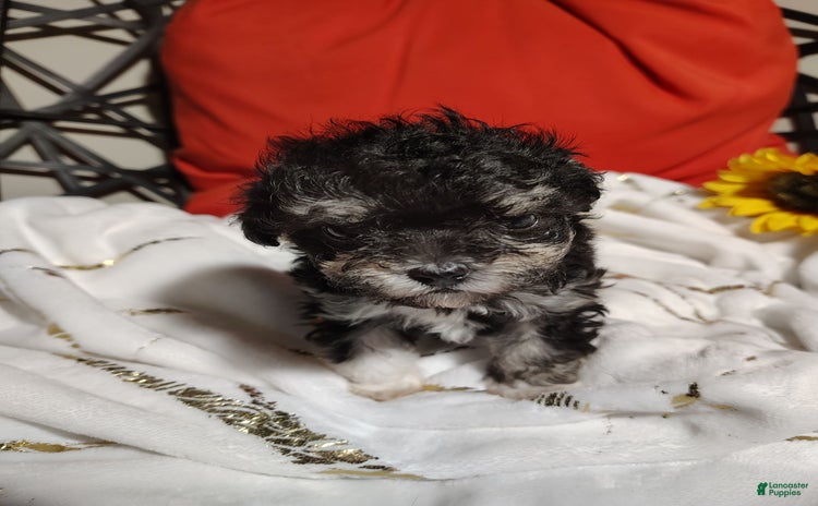 Maltipoo dogs for sale - Ad 2