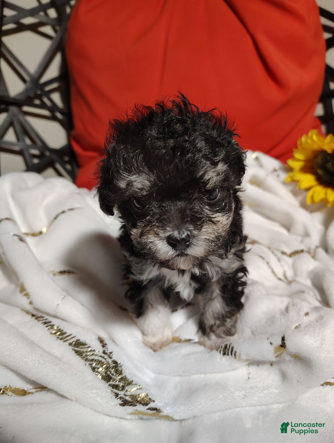 Maltipoo dogs for sale: Olive - Image 1