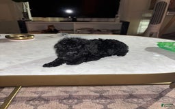 Toy Poodle dogs for sale: Kingston - Image 1