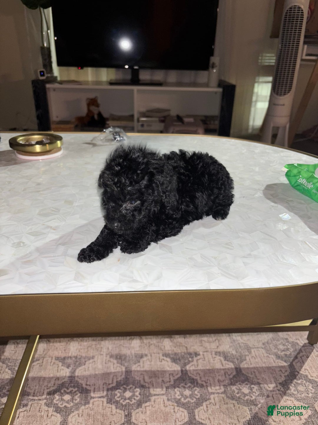 Toy Poodle dogs for sale: Kingston - Image 1