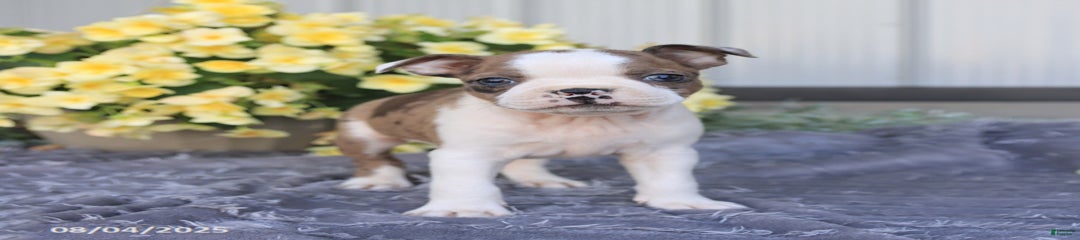 Herbert