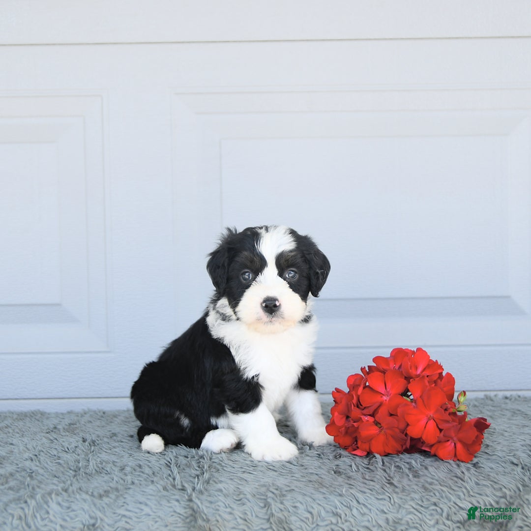 Miniature Bernese Mountain Dog dogs for sale: Twinkle - Image 4