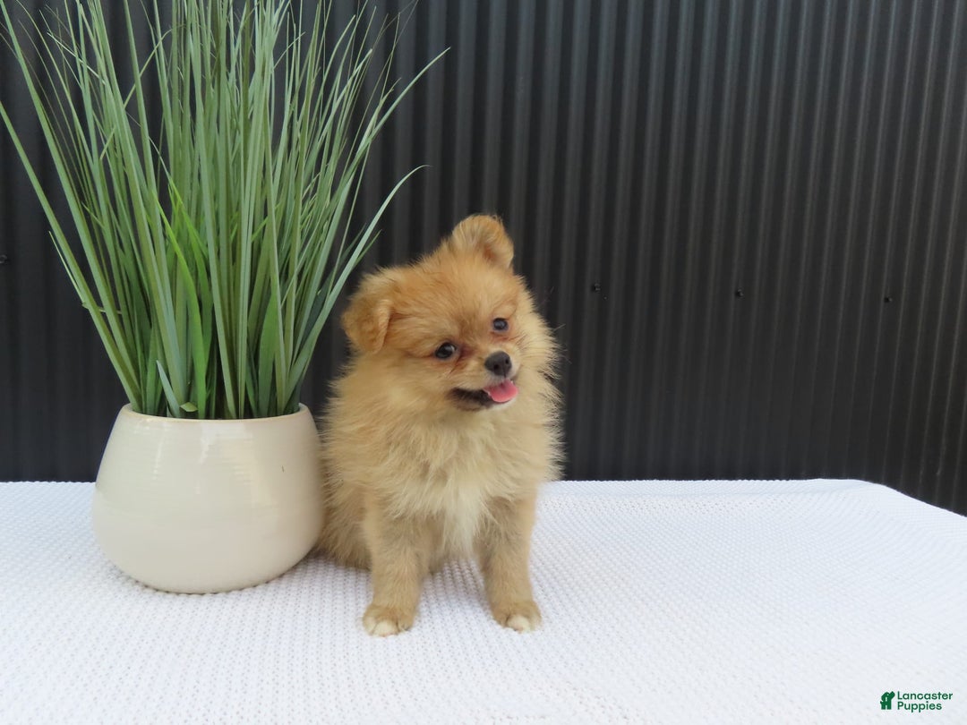 Pomeranian dogs for sale: Sandy - Image 3