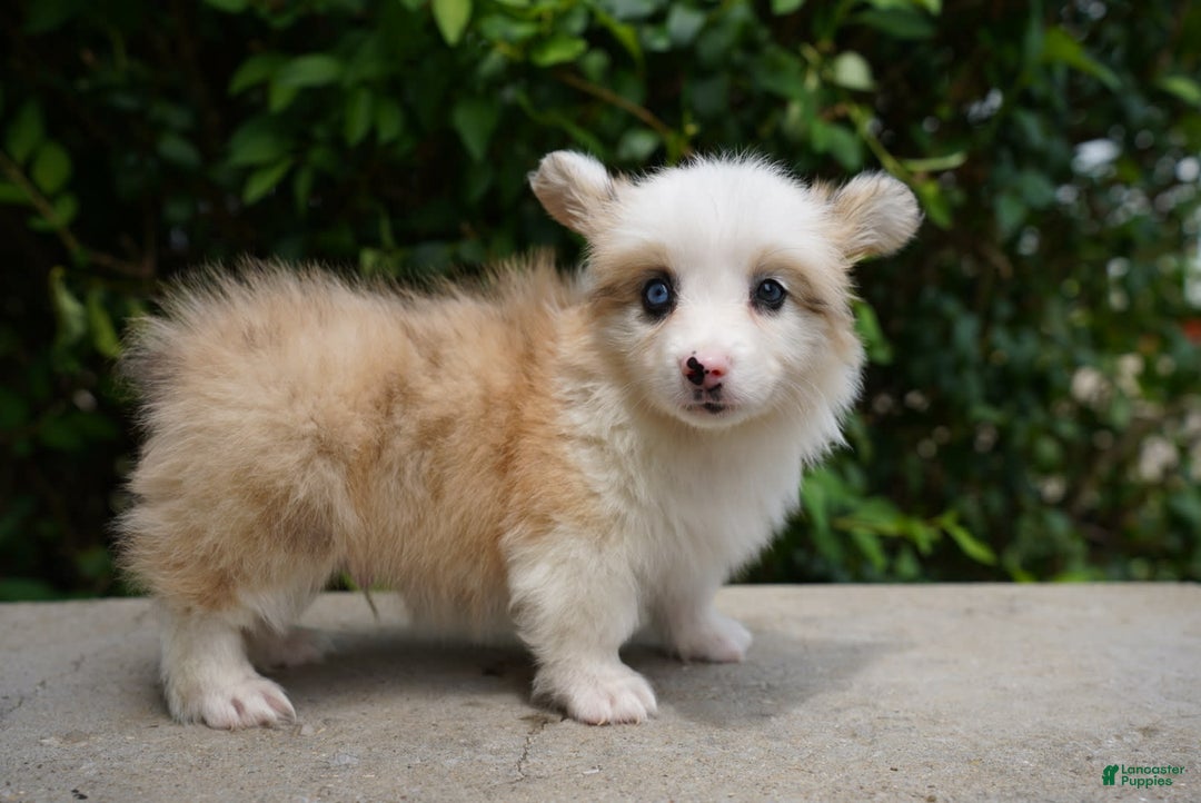 American Corgi dogs for sale: Copper - Image 4