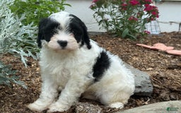 Cavapoo dogs for sale: Cole - Image 3