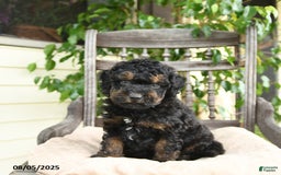  dogs for sale: Mini Goldendoodle 2 puppies - Image 2
