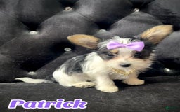 Yorkshire Terrier dogs for sale: Patrick Starr - Image 24
