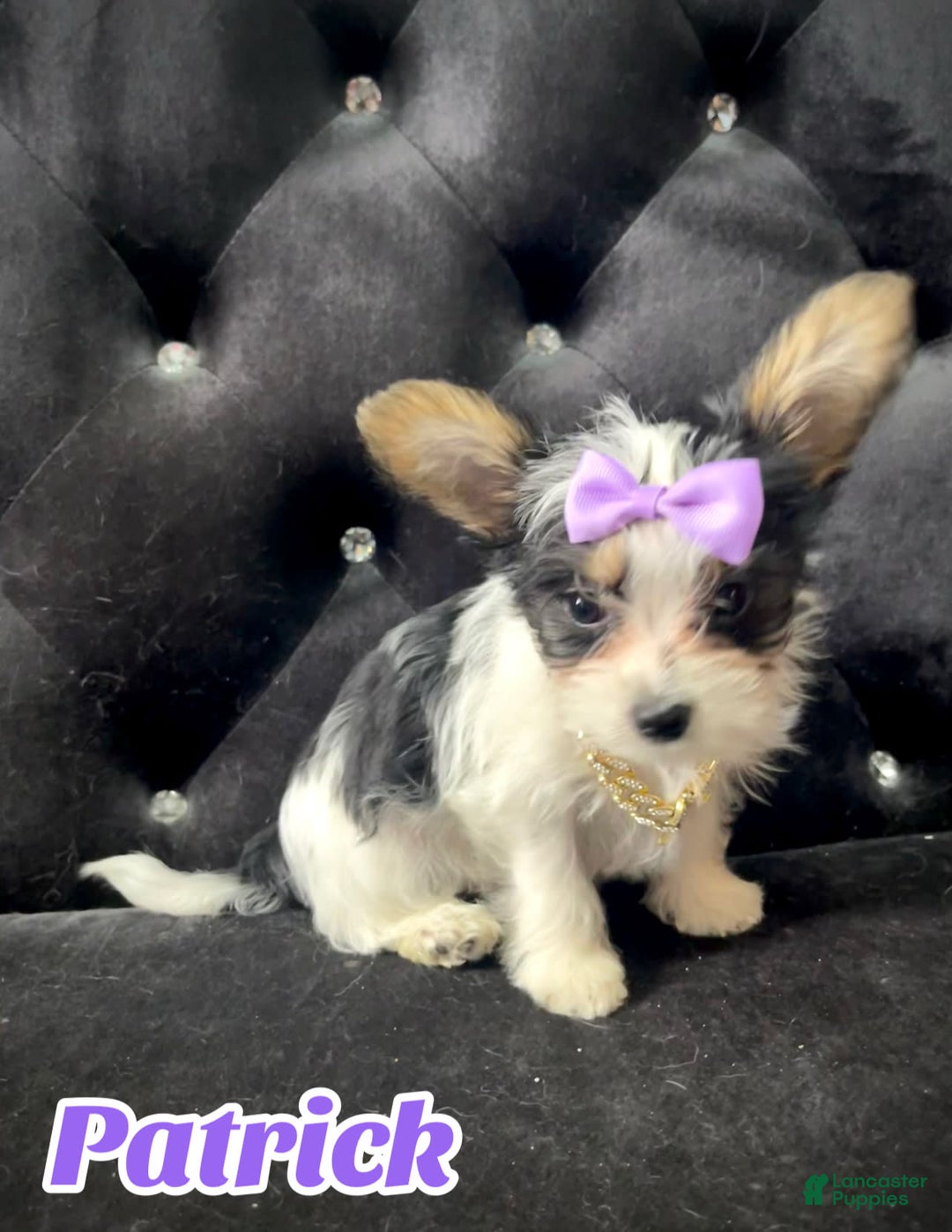 Yorkshire Terrier dogs for sale: Patrick Starr - Image 24