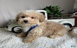 Bichpoo dogs for sale: Gabe - Image 12