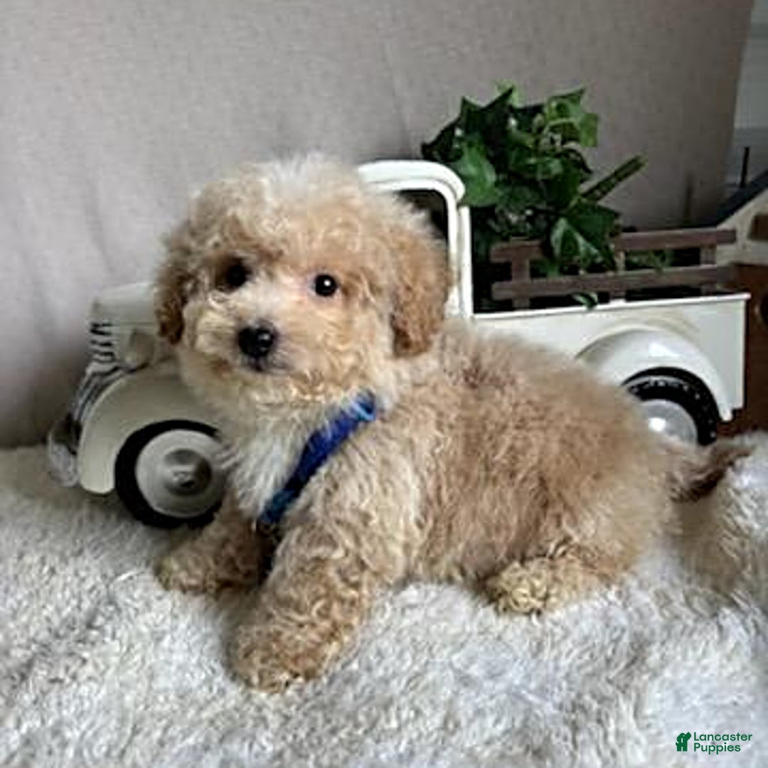 Bichpoo dogs for sale: Gabe - Image 12
