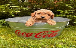 Mini Goldendoodle dogs for sale: Otis - Image 1