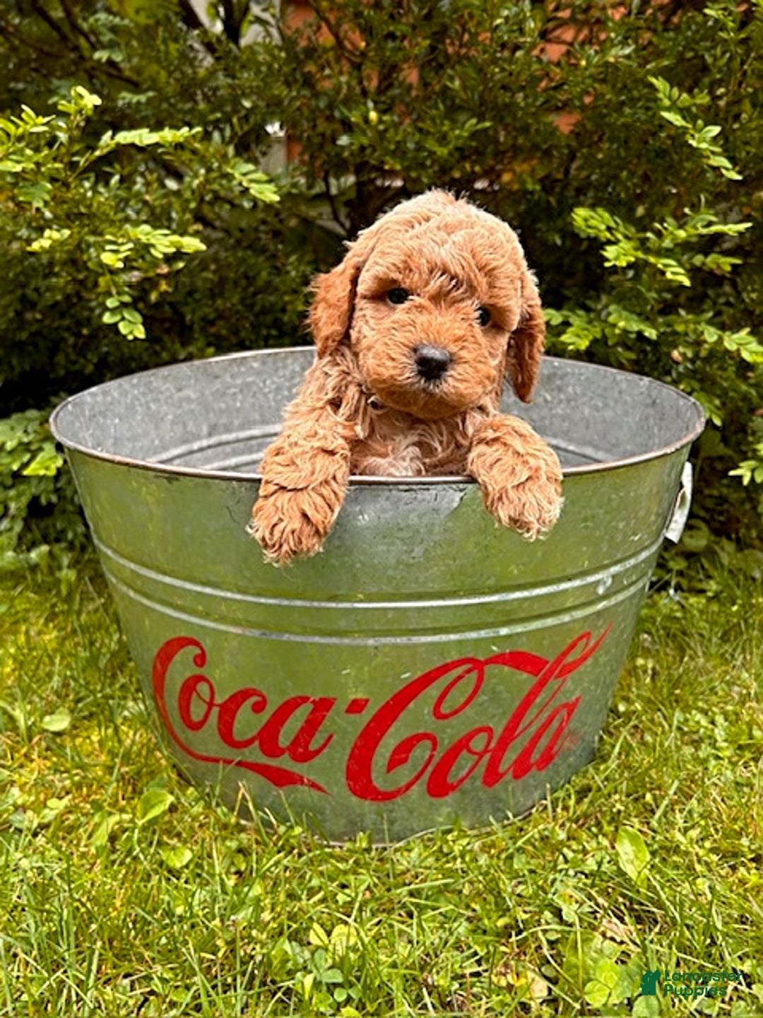 Mini Goldendoodle dogs for sale: Otis - Image 1