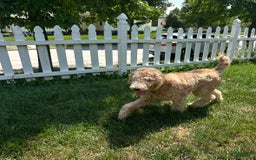Goldendoodle dogs for sale: Rainbow Girl 3 - Image 2