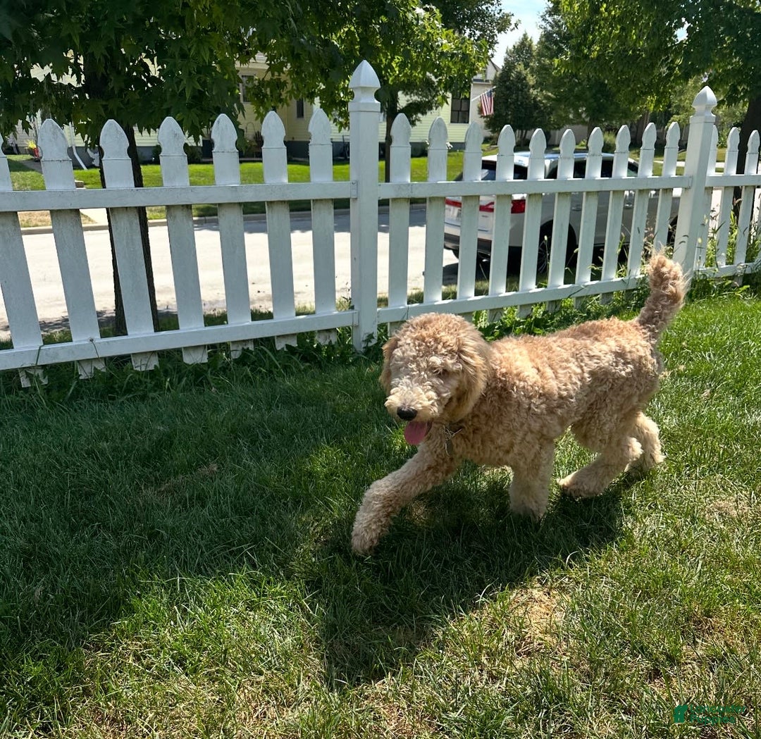 Goldendoodle dogs for sale: Rainbow Girl 3 - Image 2