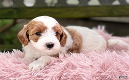Cavapoo dogs for sale: Brady - Image 21