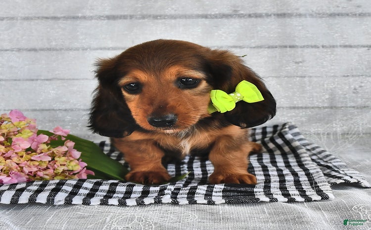 Miniature Dachshund dogs for sale - Ad 4