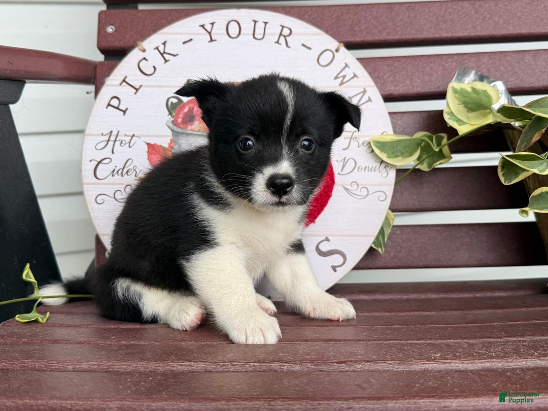 Shiba Inu dogs for sale: Erika - Image 2