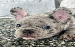 French Bulldog dogs for sale: Loki - Image 3