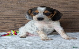 Beagle dogs for sale: Lexi - Image 11
