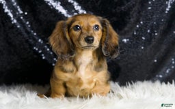 Miniature Dachshund dogs for sale: River - Image 6