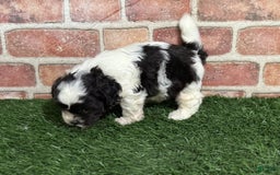 Shihpoo dogs for sale: Shih-Poo 3 puppies - Image 7