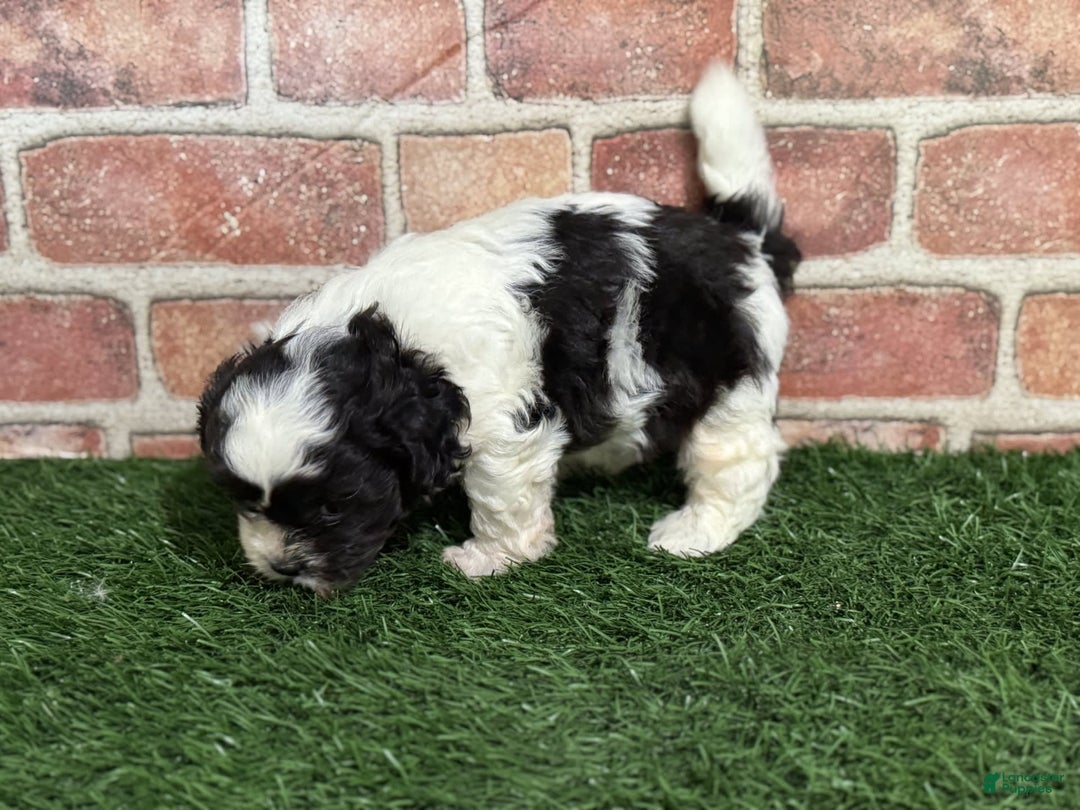 Shihpoo dogs for sale: Shih-Poo 3 puppies - Image 7
