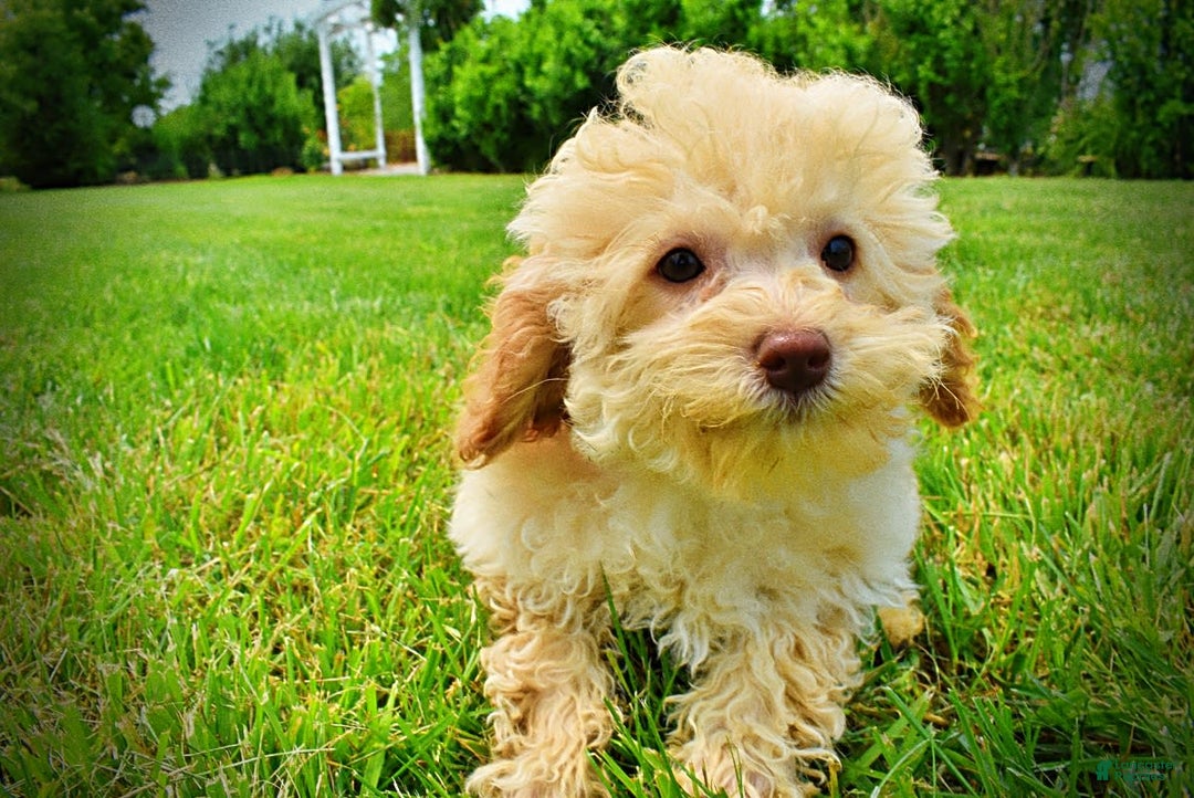 Havapoo dogs for sale: Twinkie - Image 11