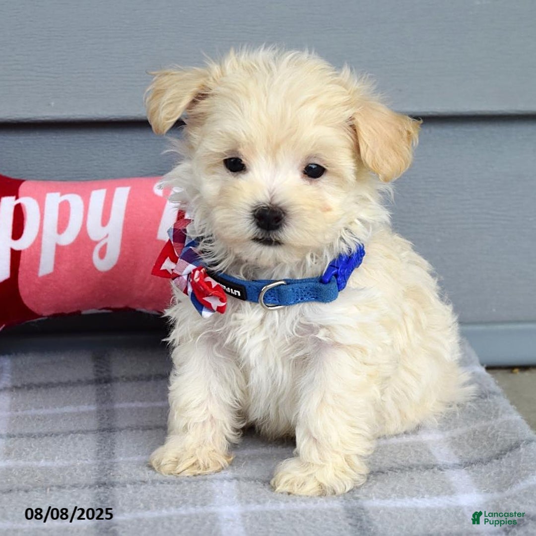 Maltipoo dogs for sale: Mason - Image 13