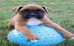 Boxer dogs for sale: Casper - Image 2