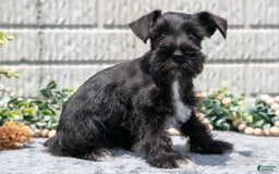 Miniature Schnauzer dogs for sale: Mandi - Image 3