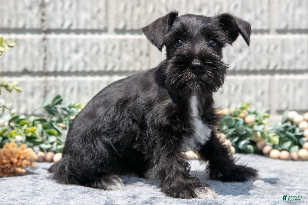 Miniature Schnauzer dogs for sale: Mandi - Image 3