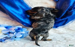 Miniature Dachshund dogs for sale: Pepper - Image 2