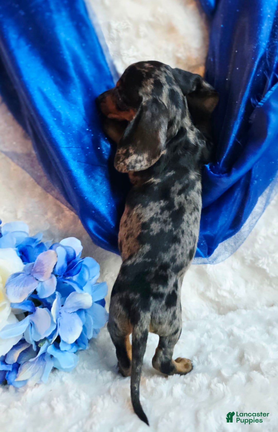 Miniature Dachshund dogs for sale: Pepper - Image 2