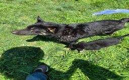 German Shepherd dogs for sale: Pacu - Image 2