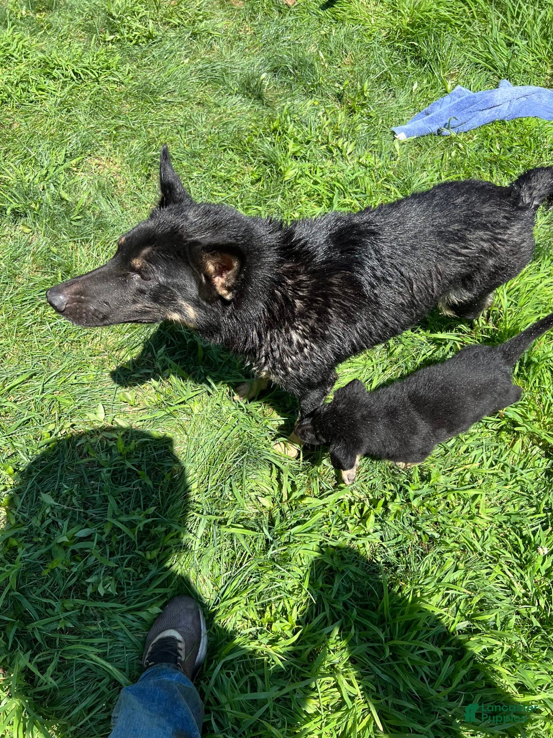 German Shepherd dogs for sale: Pacu - Image 2