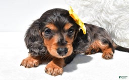 Dachshund dogs for sale: Kevin - Image 5